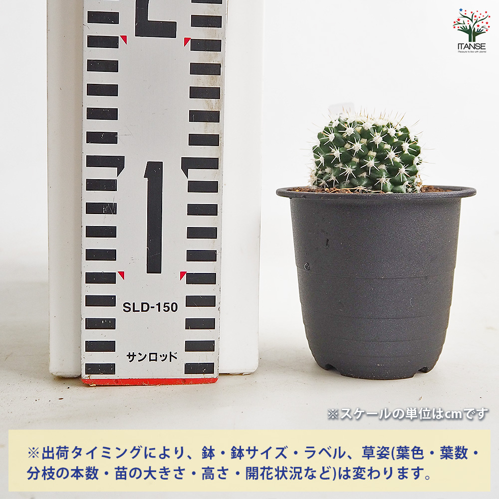 サボテン マミラリア エイクラミー 多肉植物 3号/1個売り さぼてん