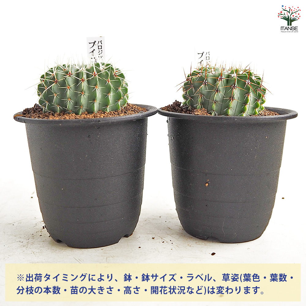 サボテン パロジア ブイニンギー 多肉植物 3号/1個売り さぼてん