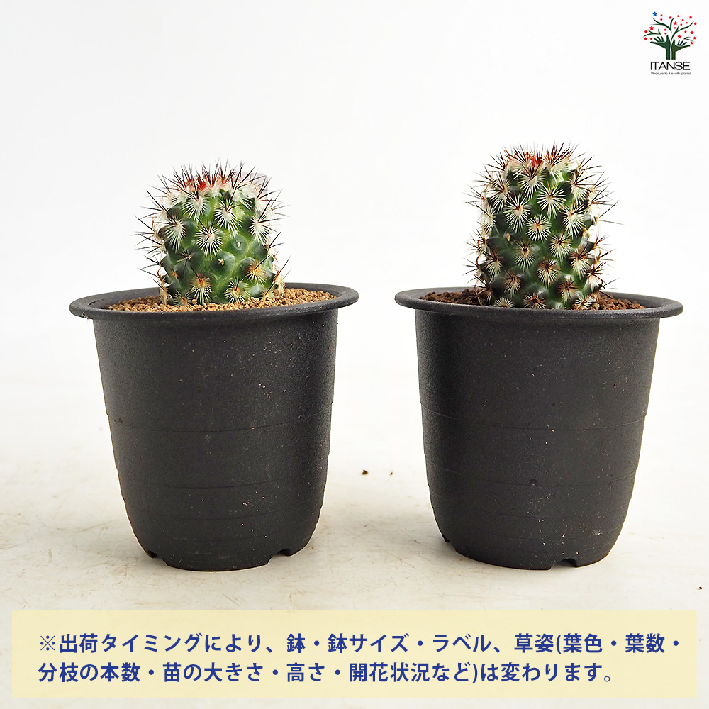 サボテン マミラリア 夕霧 多肉植物 3号/1個売り さぼてん 仙人掌 観葉
