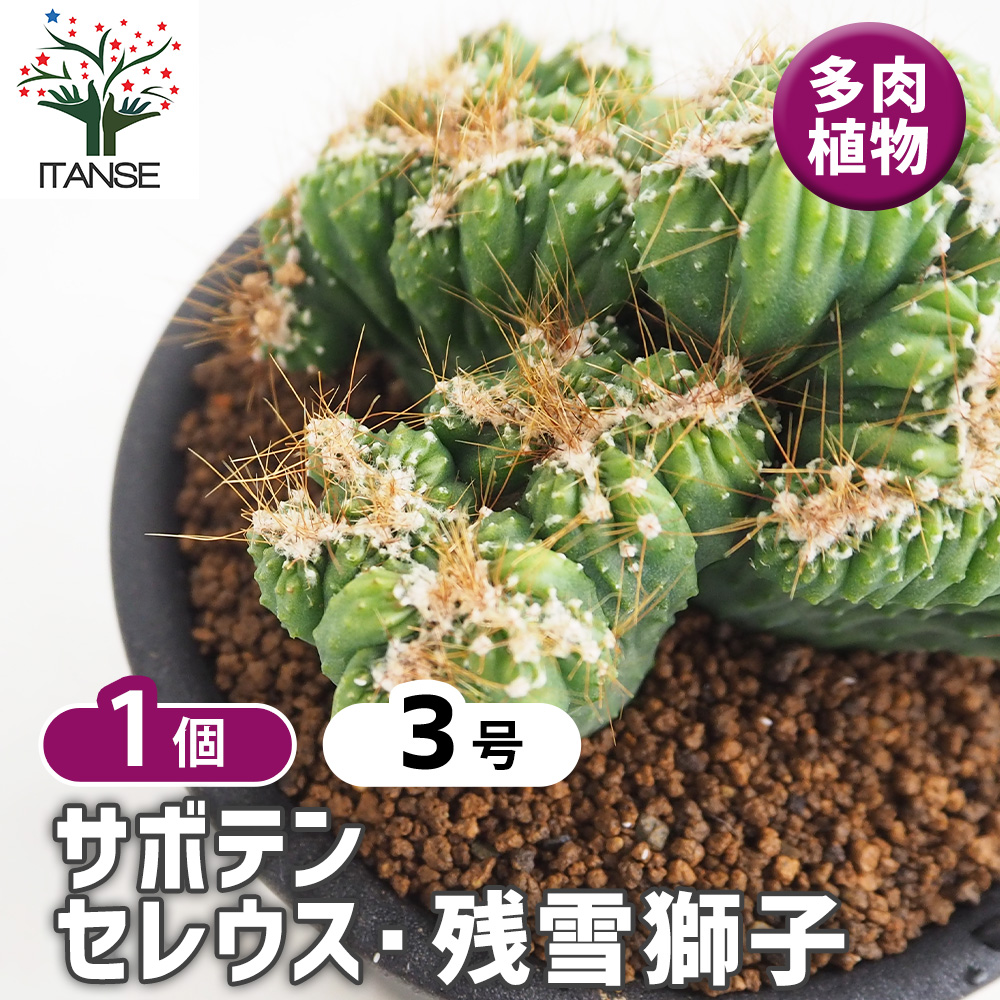 サボテン セレウス 残雪獅子 多肉植物 3号/1個売り さぼてん 仙人掌