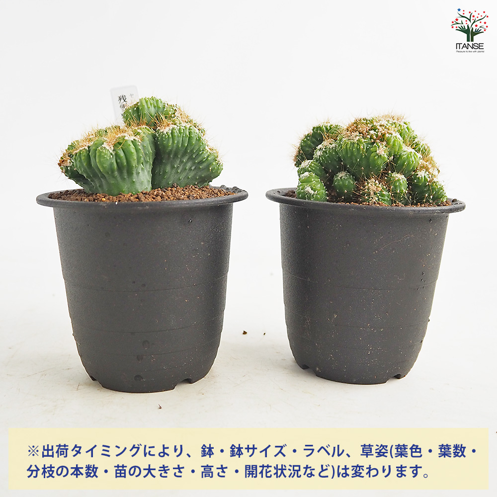 サボテン セレウス 残雪獅子 多肉植物 3号/1個売り さぼてん 仙人掌