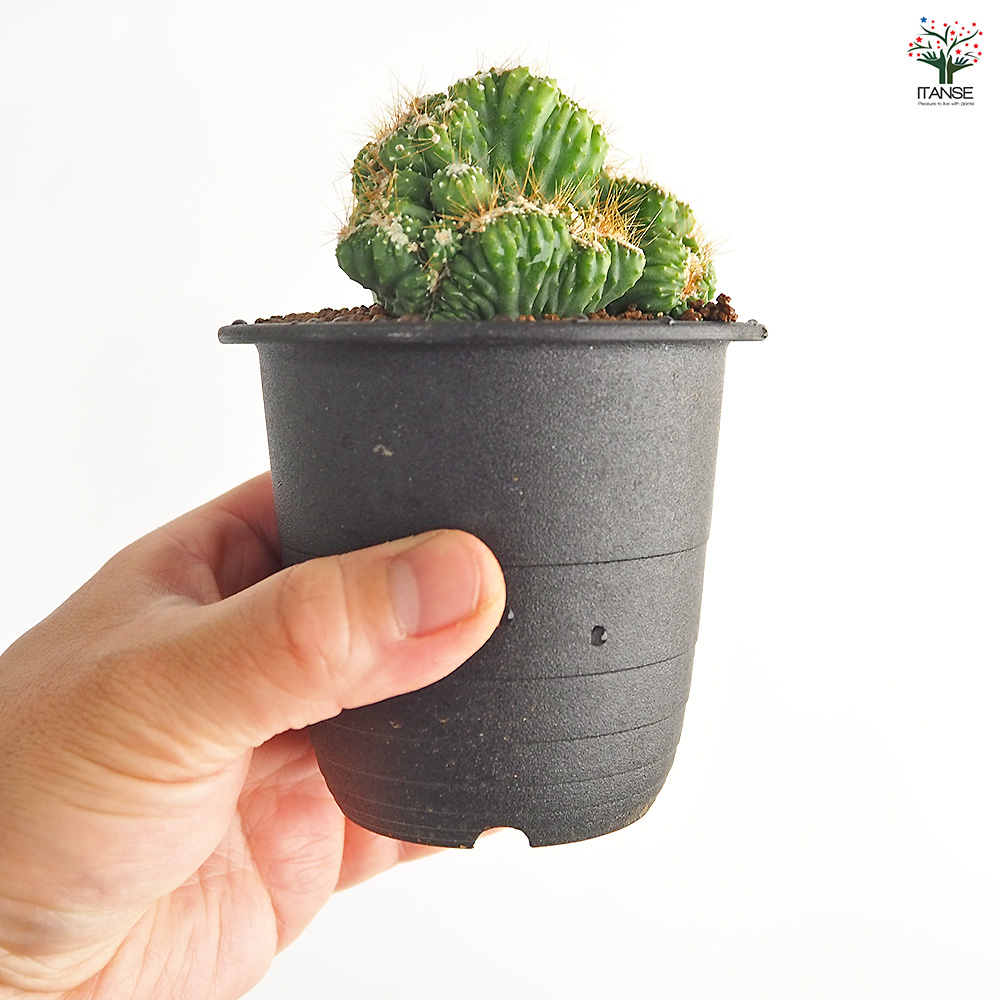 サボテン セレウス 残雪獅子 多肉植物 3号/1個売り さぼてん 仙人掌