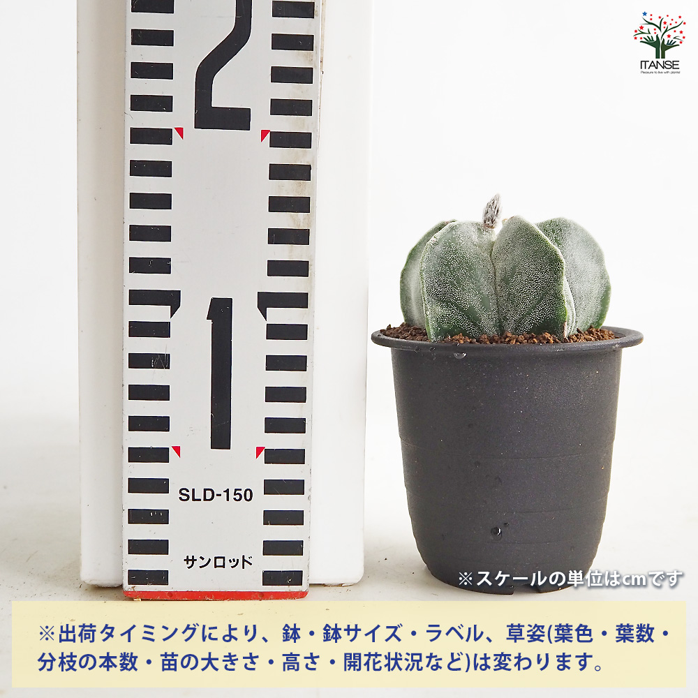 サボテン 鸞鳳玉(らんぽうぎょく) 多肉植物 3号/1個売り さぼてん