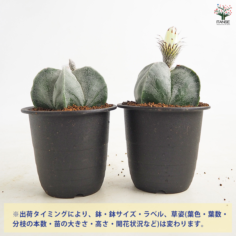 サボテン 鸞鳳玉(らんぽうぎょく) 多肉植物 3号/1個売り さぼてん