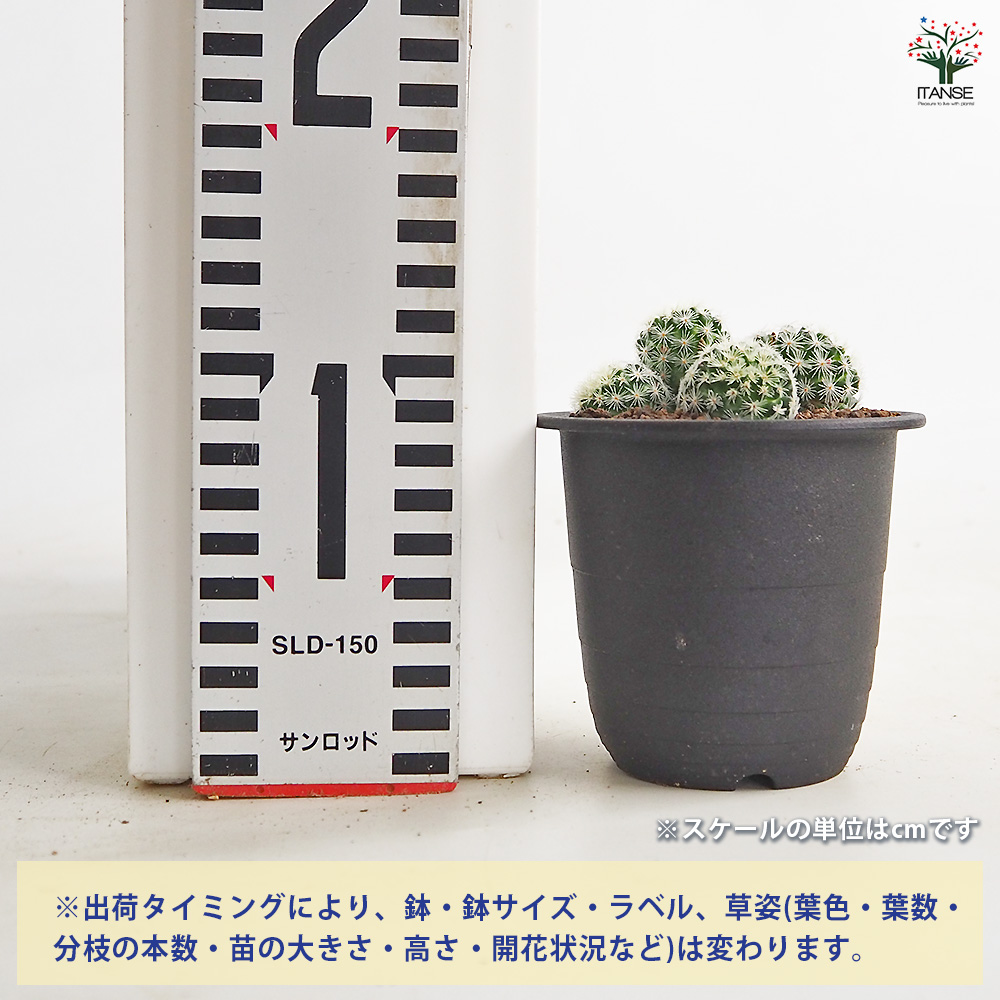 サボテン マミラリア サボテン マミラリア スキディアナ ギセラエ 多肉植物 3号/1個売り