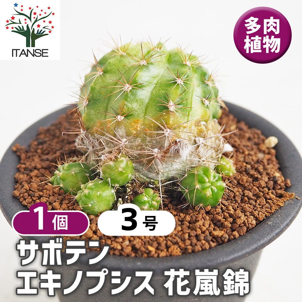 サボテン エキノプシス 花嵐錦 多肉植物 3号/1個売り さぼてん 仙人掌