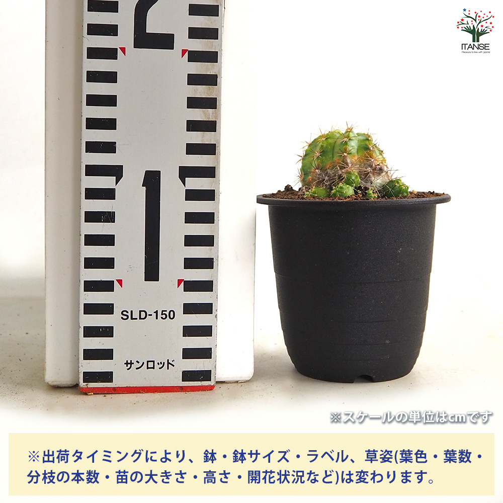 サボテン エキノプシス 花嵐錦 多肉植物 3号/1個売り さぼてん 仙人掌