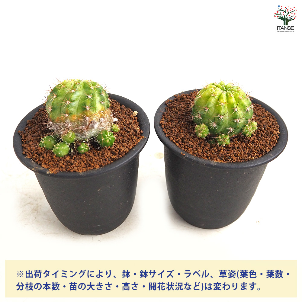 サボテン エキノプシス 花嵐錦 多肉植物 3号/1個売り さぼてん 仙人掌