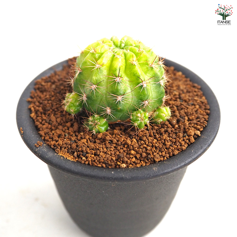 サボテン エキノプシス 花嵐錦 多肉植物 3号/1個売り さぼてん 仙人掌