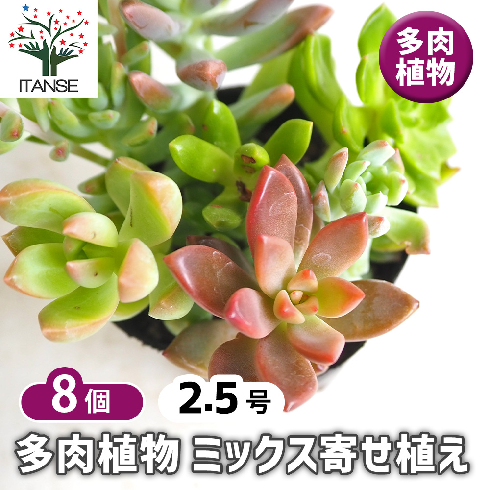 多肉植物 ミックス寄せ植え 2.5号/お買い得8個セット 寄せ植え