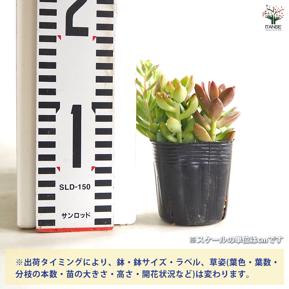 多肉植物寄せ植え 多肉植物 ミックス寄せ植え 2.5号/お買い得8個セット 寄せ植え