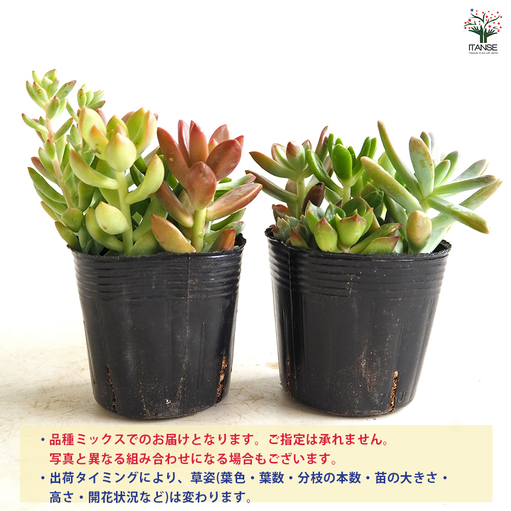 多肉植物 ミックス寄せ植え 2.5号/お買い得8個セット 寄せ植え