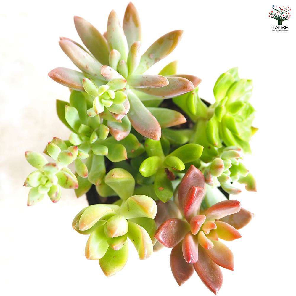 多肉植物 ミックス寄せ植え 2.5号/お買い得8個セット 寄せ植え