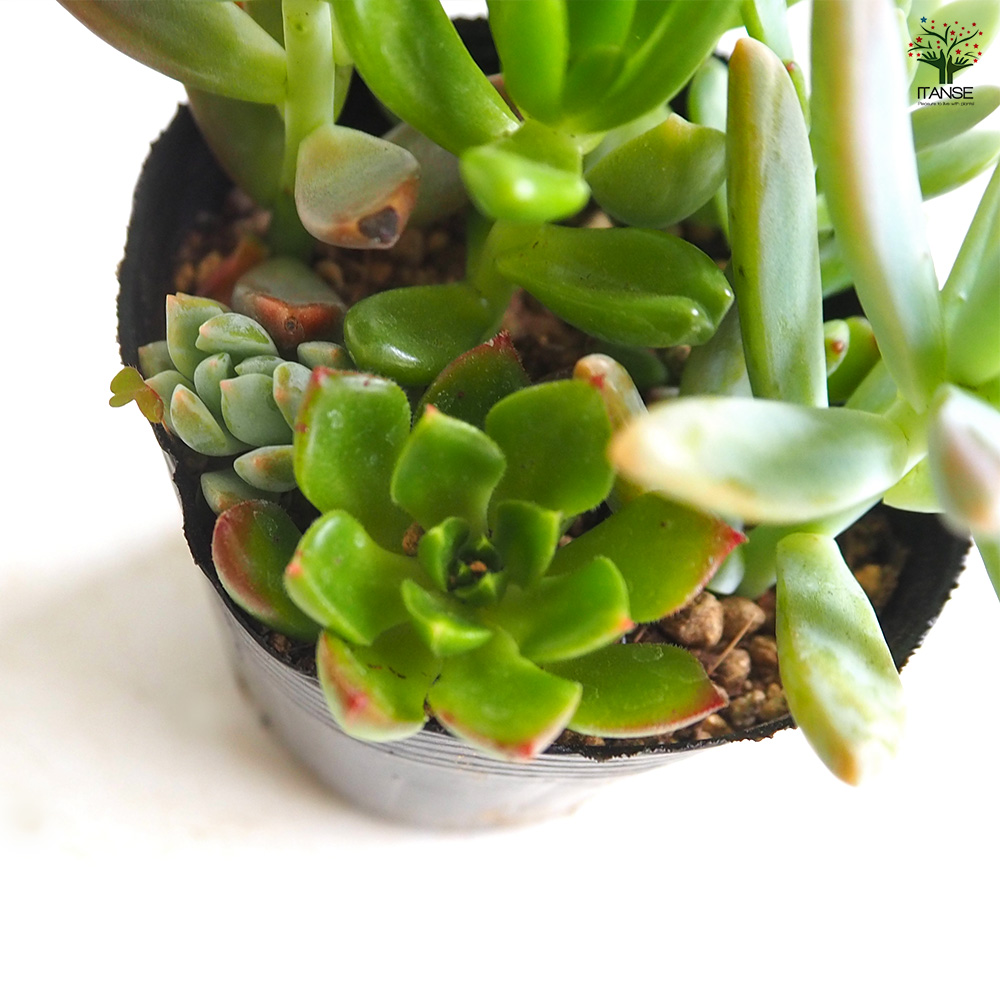 多肉植物 ミックス寄せ植え 2.5号/お買い得8個セット 寄せ植え