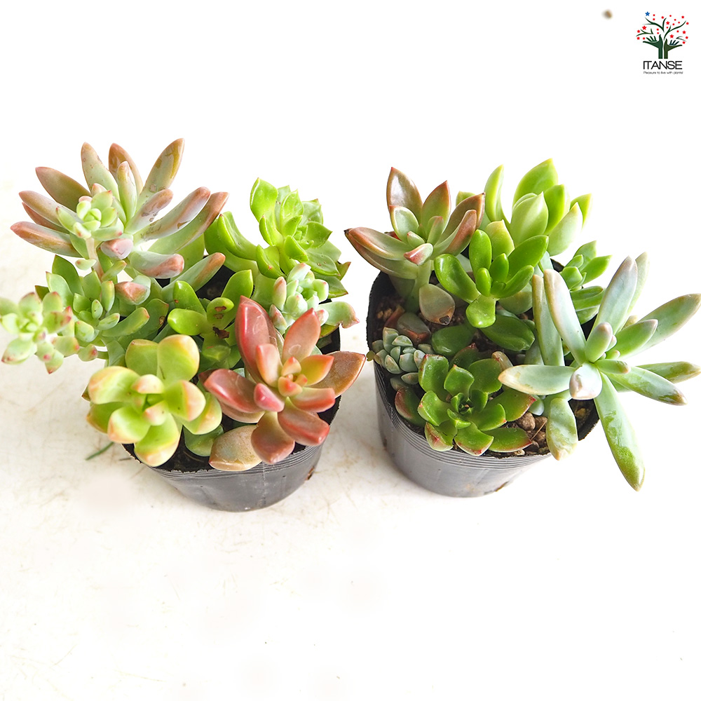 多肉植物 ミックス寄せ植え 2.5号/お買い得8個セット 寄せ植え
