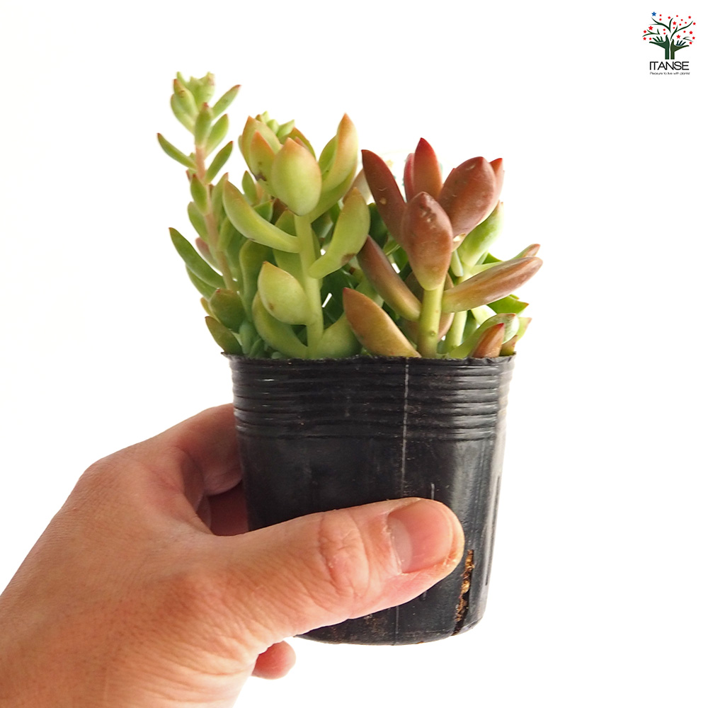 多肉植物 ミックス寄せ植え 2.5号/お買い得8個セット 寄せ植え