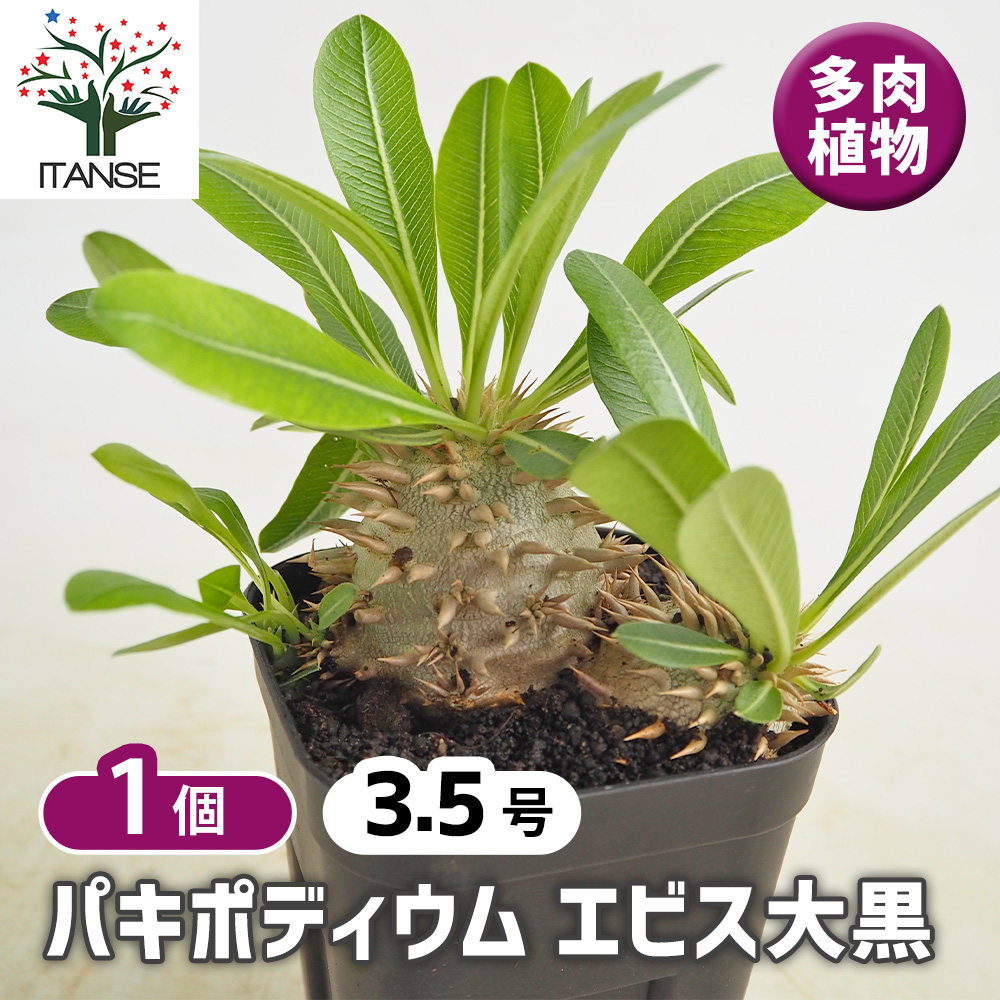パキポディウム エビス大黒 塊根植物 パキポディウム エビス大黒 多肉植物 3.5号/1個売り 塊根植物