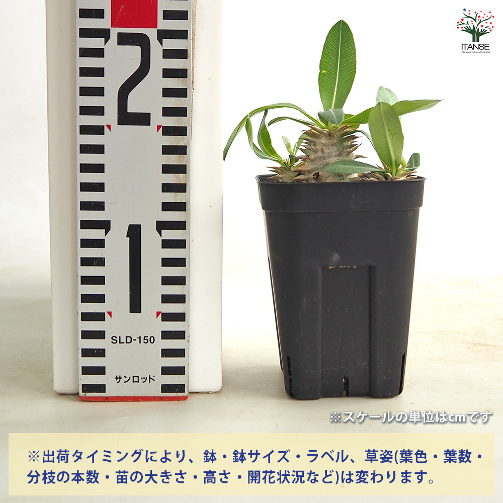 パキポディウム エビス大黒 多肉植物 3.5号/1個売り 塊根植物