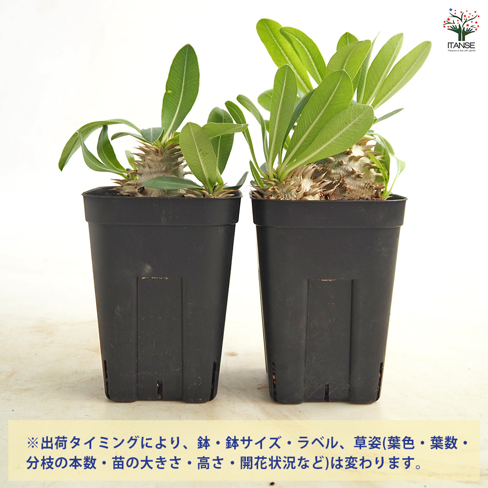 パキポディウム エビス大黒 多肉植物 3.5号/1個売り 塊根植物