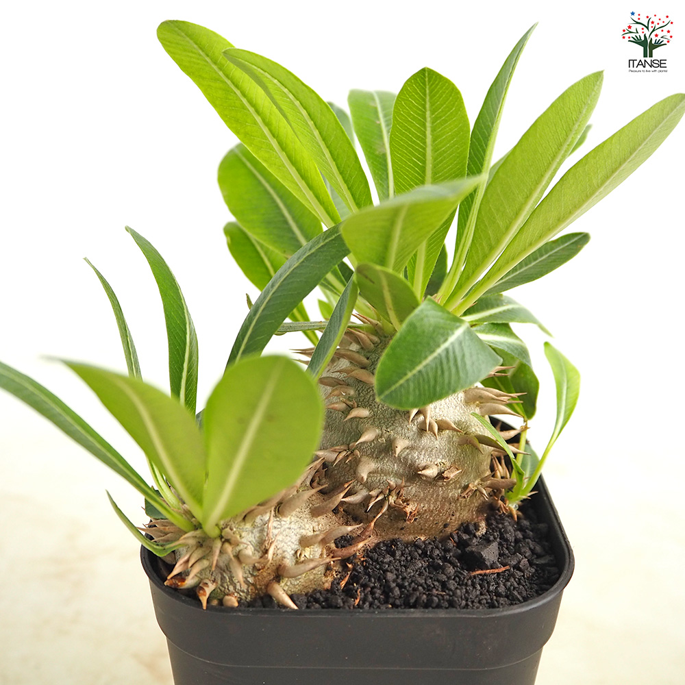 パキポディウム エビス大黒 多肉植物 3.5号/1個売り 塊根植物