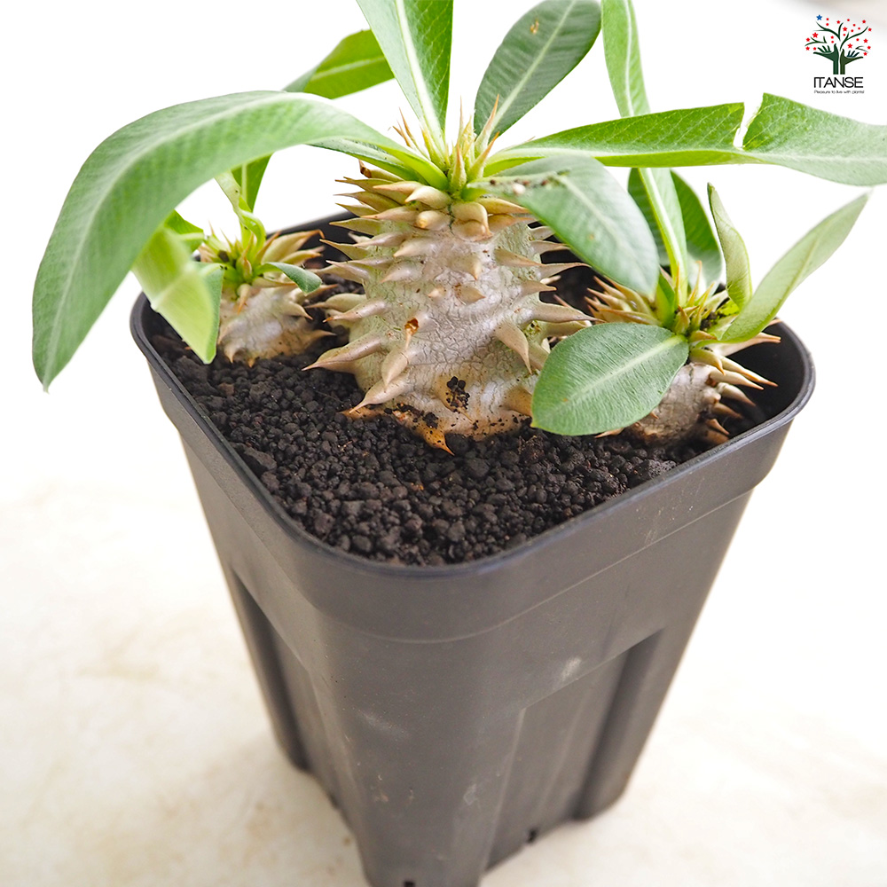 パキポディウム エビス大黒 多肉植物 3.5号/1個売り 塊根植物