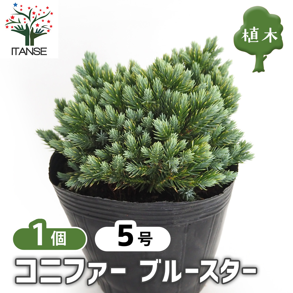 コニファー ブルースター 庭木 5号/1個売り 常緑 針葉樹 クリスマス