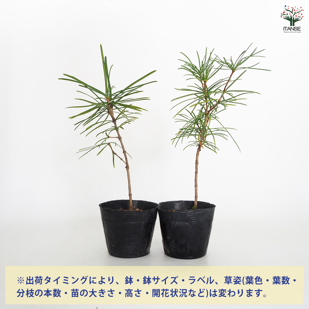 高野槙スツ―ル、超大型！希少材！ コウヤマキ 庭木 3.5号/お買い得2個セット こうやまき 高野槙 Japanese