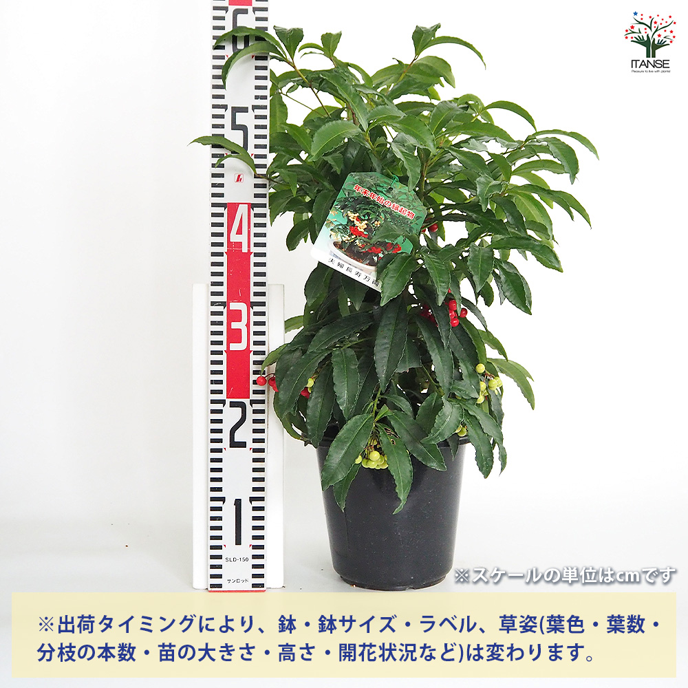 万両 夫婦長寿万両 庭木 6号/1個売り 万両苗 万両の苗 縁起木 縁起物