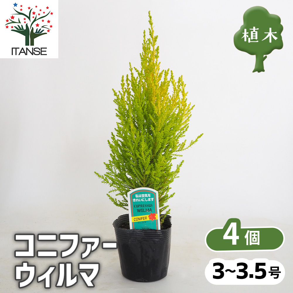 コニファー ウィルマ 庭木 3〜3.5号/お買い得4個セット 常緑 針葉樹