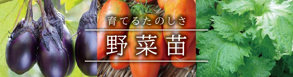 野菜苗