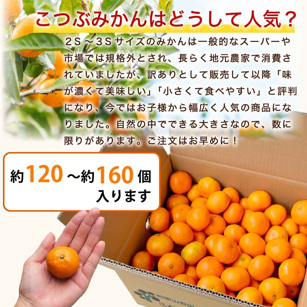 伊藤農園 みかん 訳ありみかん 小粒 10kg 訳あり 送料無料 小粒 和歌山