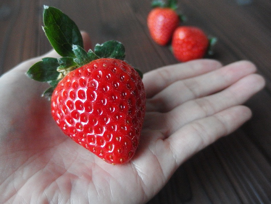 自然の豊かな恵みにより育まれる有機肥料を厳選しして大切に育てたいちご