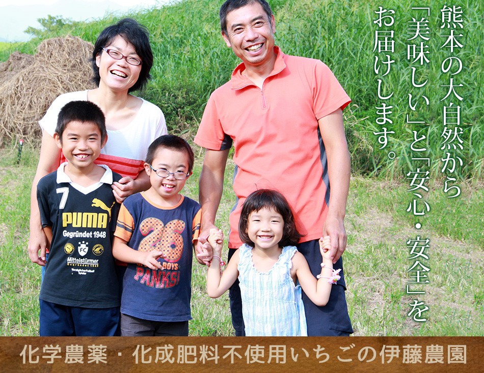 熊本伊藤農園、化学農薬不使用 化学肥料不使用 有機肥料で栽培したいちご