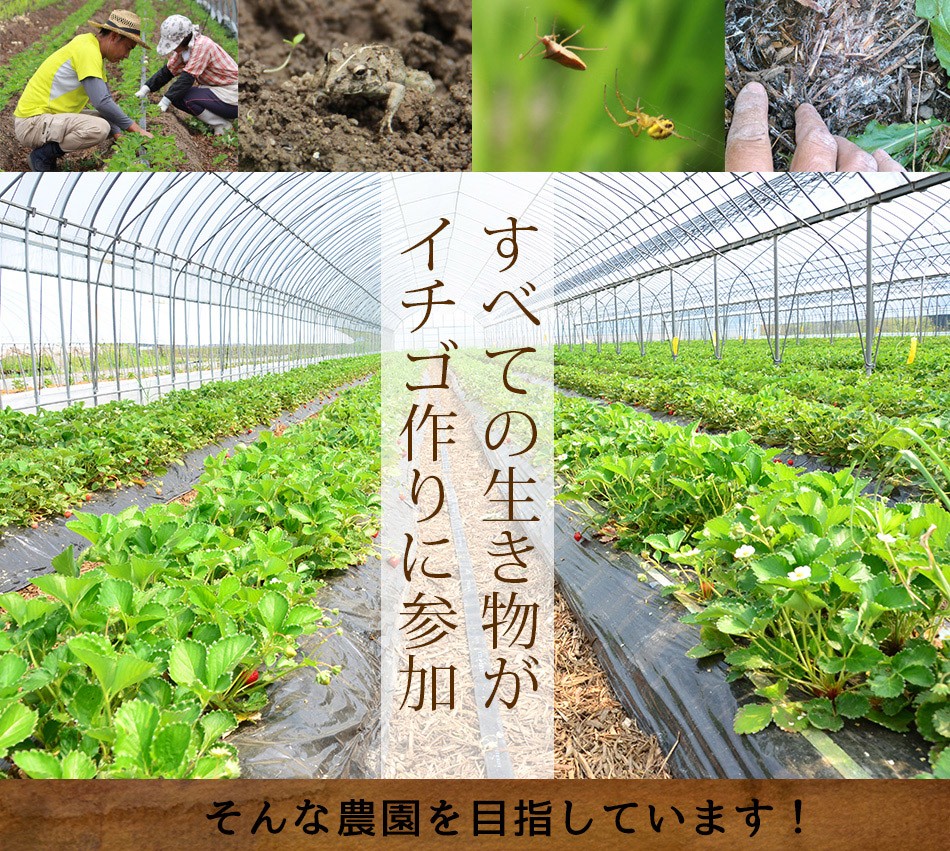 熊本伊藤農園、化学農薬不使用 化学肥料不使用 有機肥料で栽培したいちご