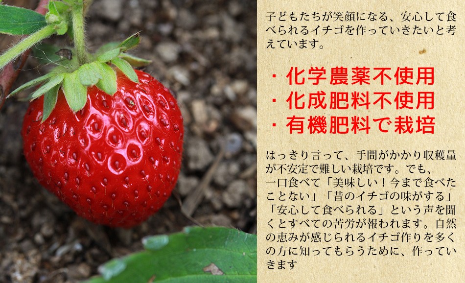 熊本伊藤農園、化学農薬不使用 化学肥料不使用 有機肥料で栽培したいちご