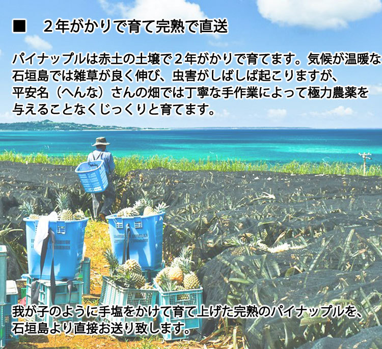 パイナップルは赤土の土壌で２年がかりで育てます。気候が温暖な石垣島では雑草が良く伸び、虫害がしばしば起こりますが、平安名さんの畑では丁寧な手作業によって極力農薬を与えることなくじっくりと育てます。我が子のように手塩をかけて育て上げた完熟のパイナップルを、石垣島より直接お送り致します
