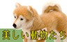 ケーセン　アニマル　kosen