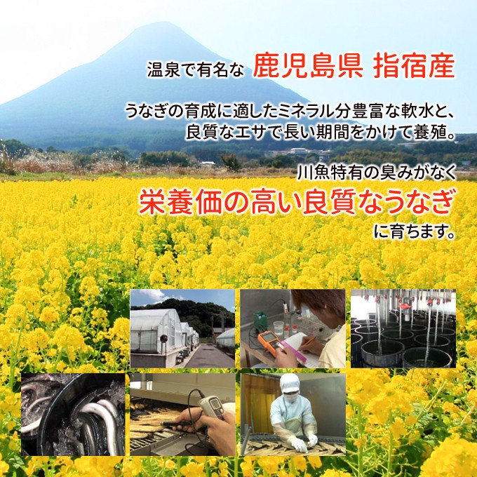 指宿