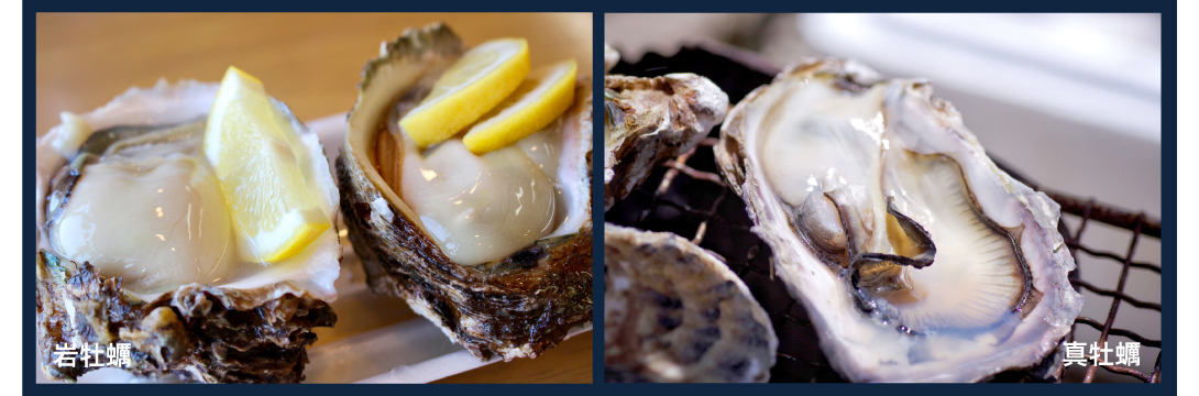 左：岩牡蠣と右：真牡蠣の写真