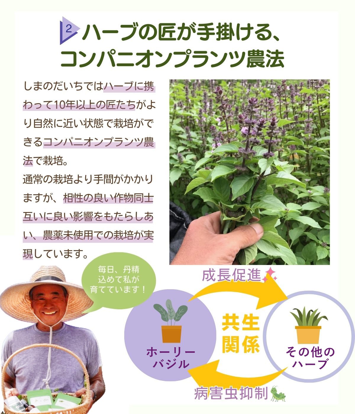 国産 ホーリーバジル お茶 大容量 パック 90g 1.5g × 60包 約2ヶ月分 