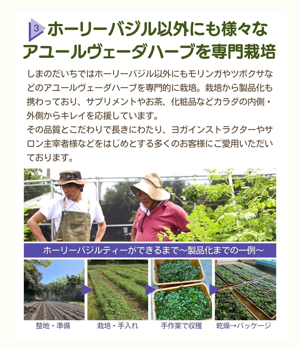 国産 ホーリーバジル お茶 大容量 パック 90g 1.5g × 60包 約2 国産 ホーリーバジル お茶 大容量 パック 90g 1.5g × 60包 約2