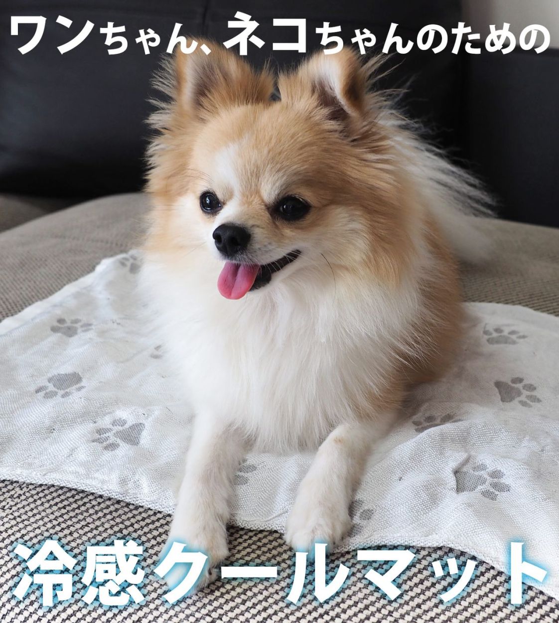 ペット 接触冷感 ひんやり 犬 猫