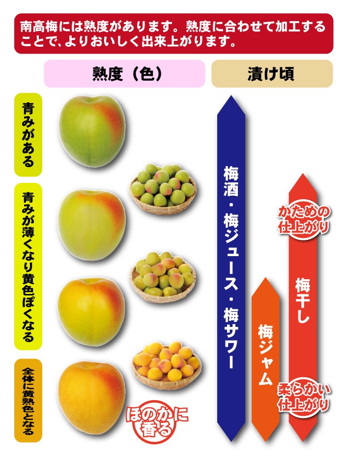 送料無料 梅干し用 紀州産南高梅 2Lサイズ 約2kg 〜和歌山県の農協ＪＡ