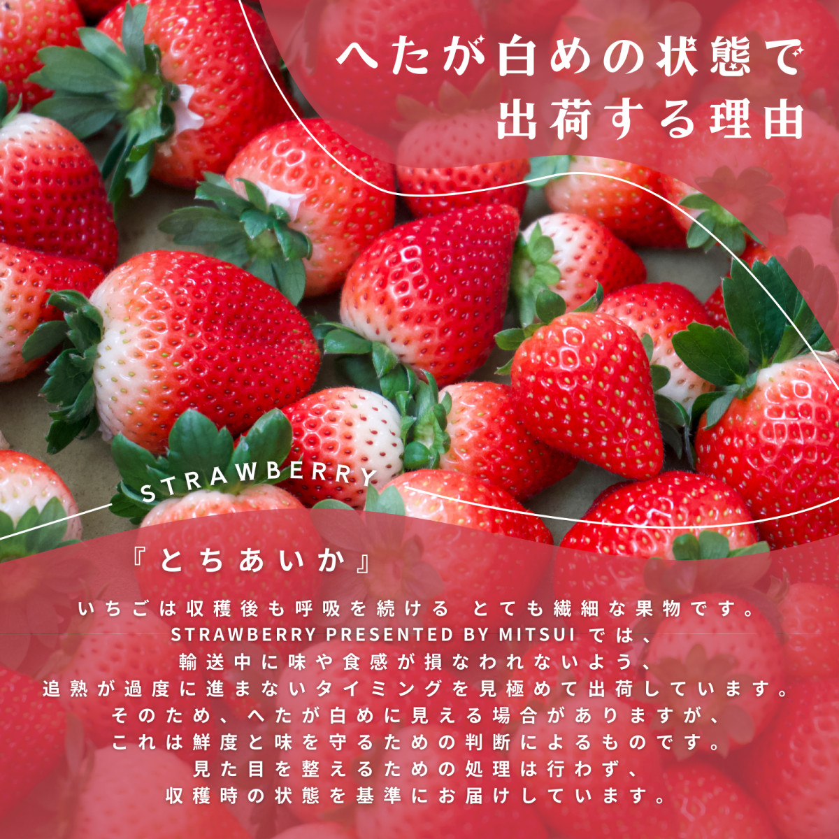 栃木県産 とちあいか たっぷり約900g 苺 いちご イチゴ 家庭用 お洒落