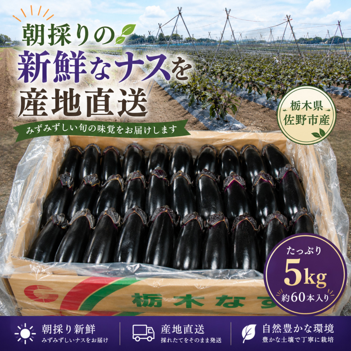 採れたて新鮮ナス！バラ60本詰合せセット 栃木県産 茄子 ナスビ ナス