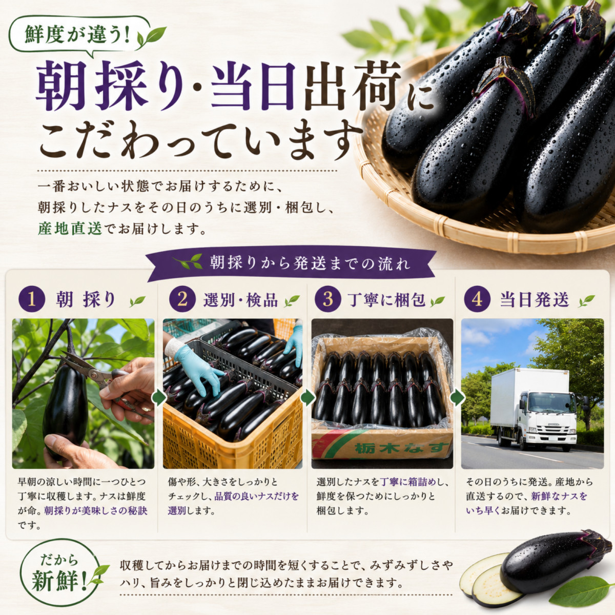 採れたて新鮮ナス！バラ60本詰合せセット 栃木県産 茄子 ナスビ ナス