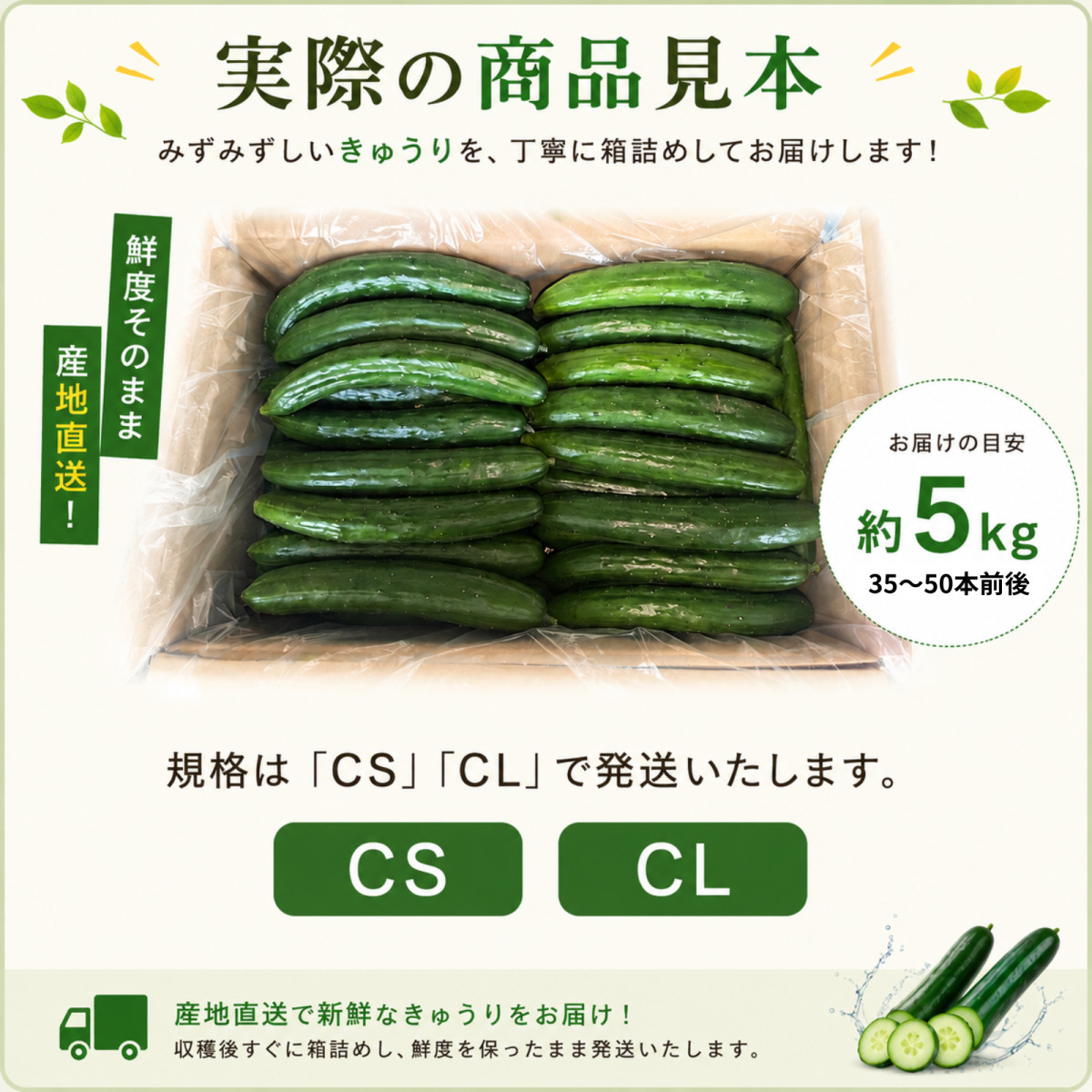 きゅうり 大量 5kg 酒のつまみに最高 不揃い 訳アリ キュウリ 約30から