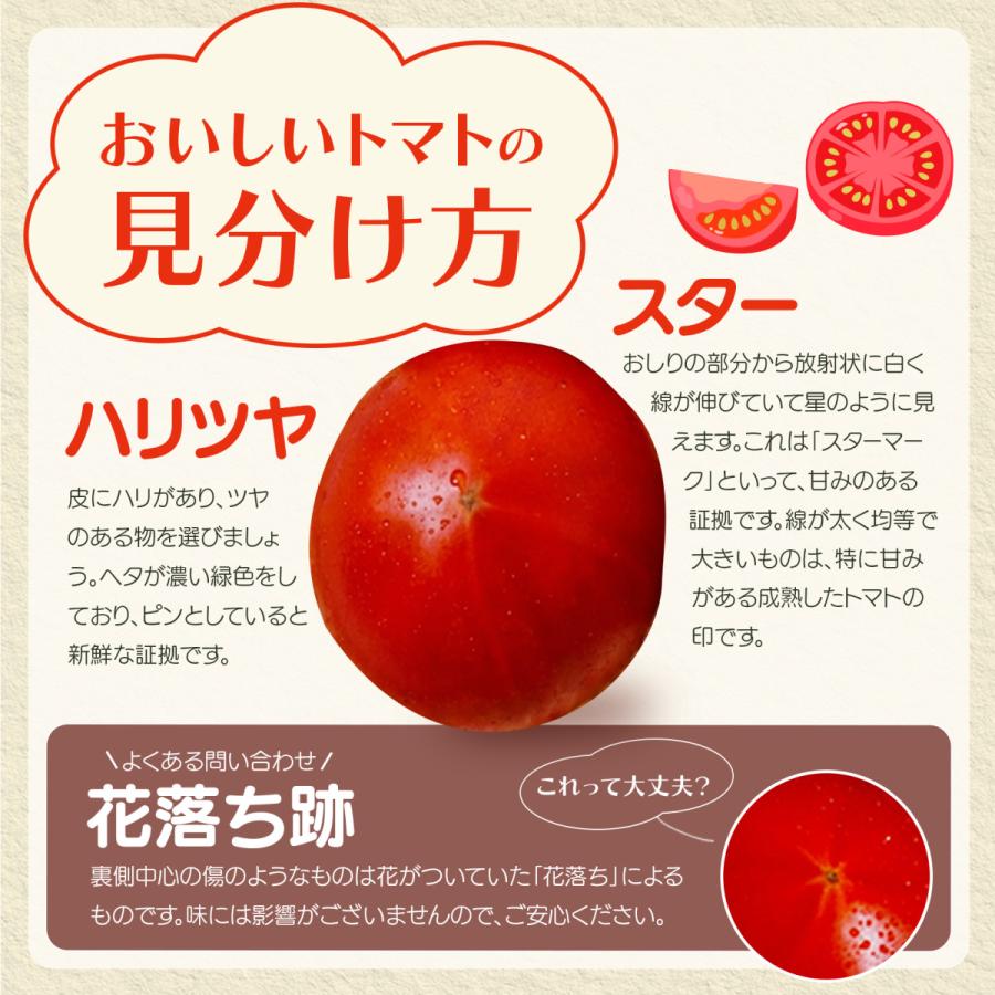 新鮮 ぜいたくトマト 約1.5kg 8~15玉入り フルーツトマト系 配送日指定