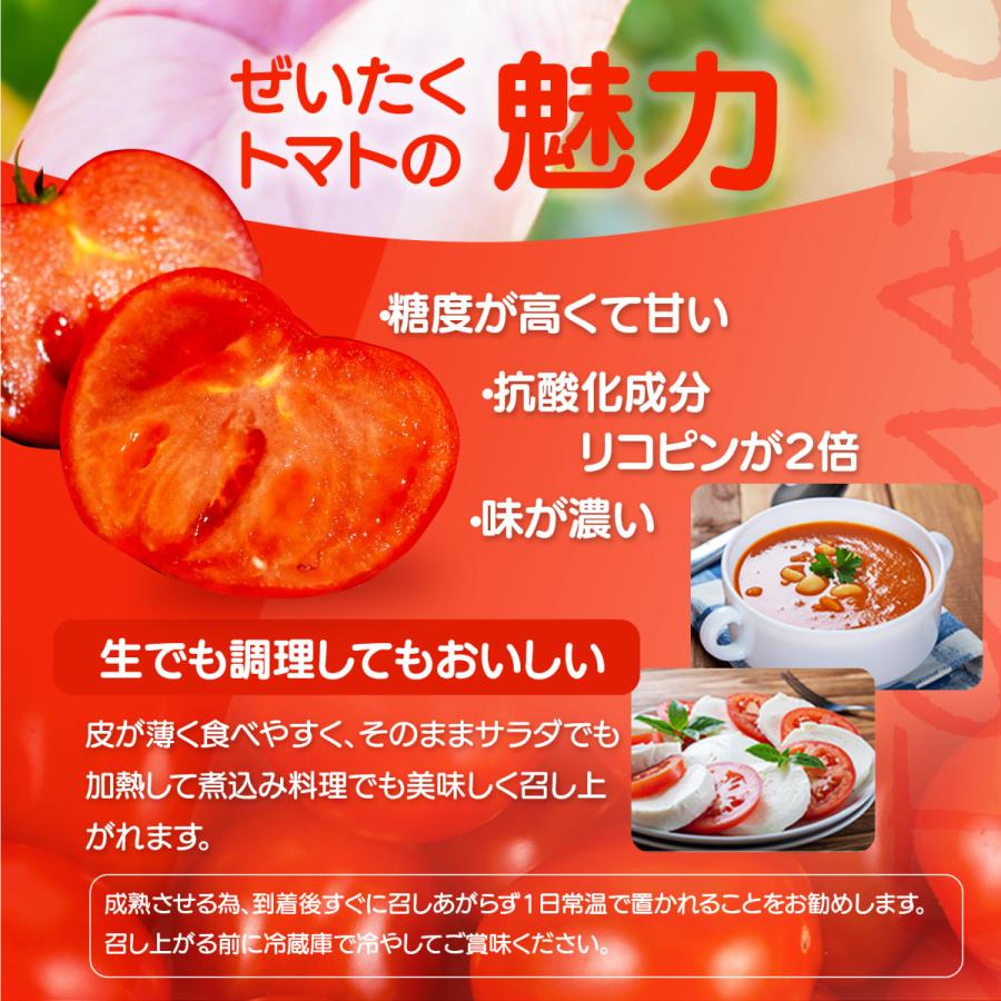 新鮮 ぜいたくトマト 約1.5kg 8~15玉入り フルーツトマト系 配送日指定