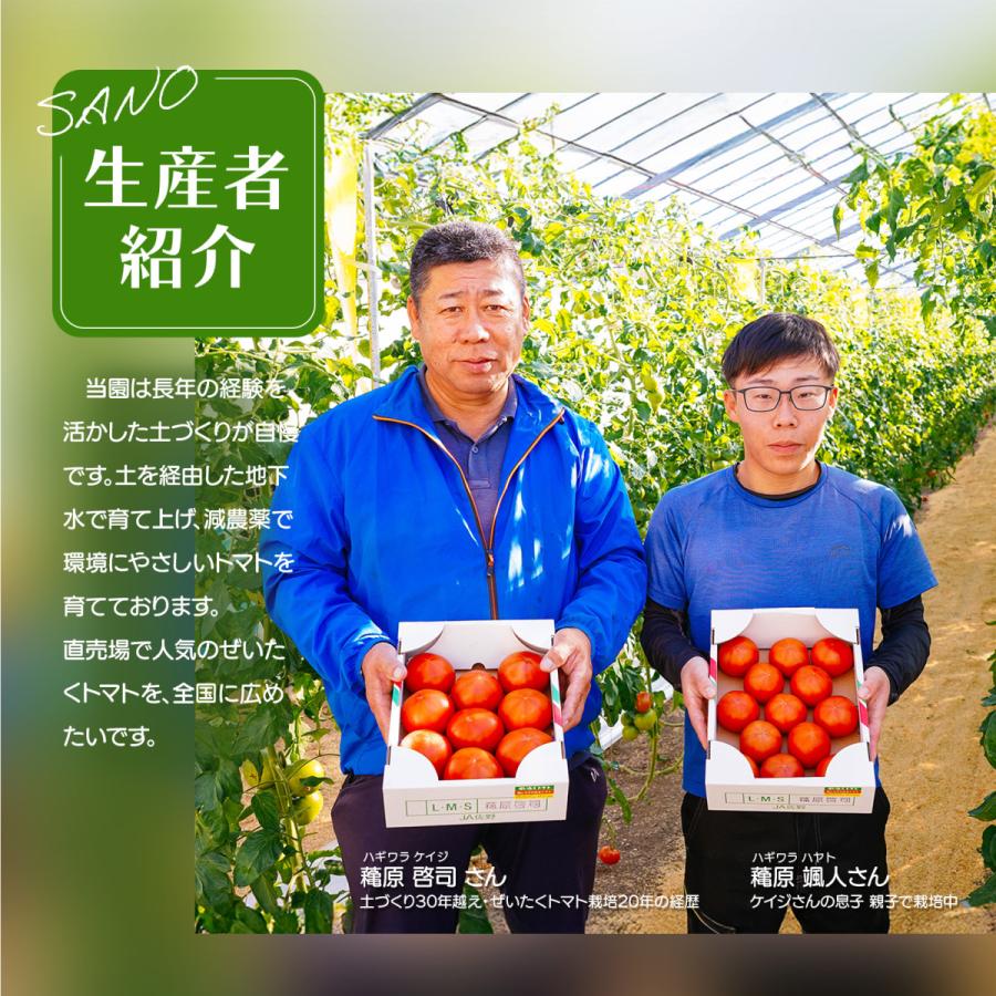 新鮮 ぜいたくトマト 約1.5kg 8~15玉入り フルーツトマト系 配送日指定
